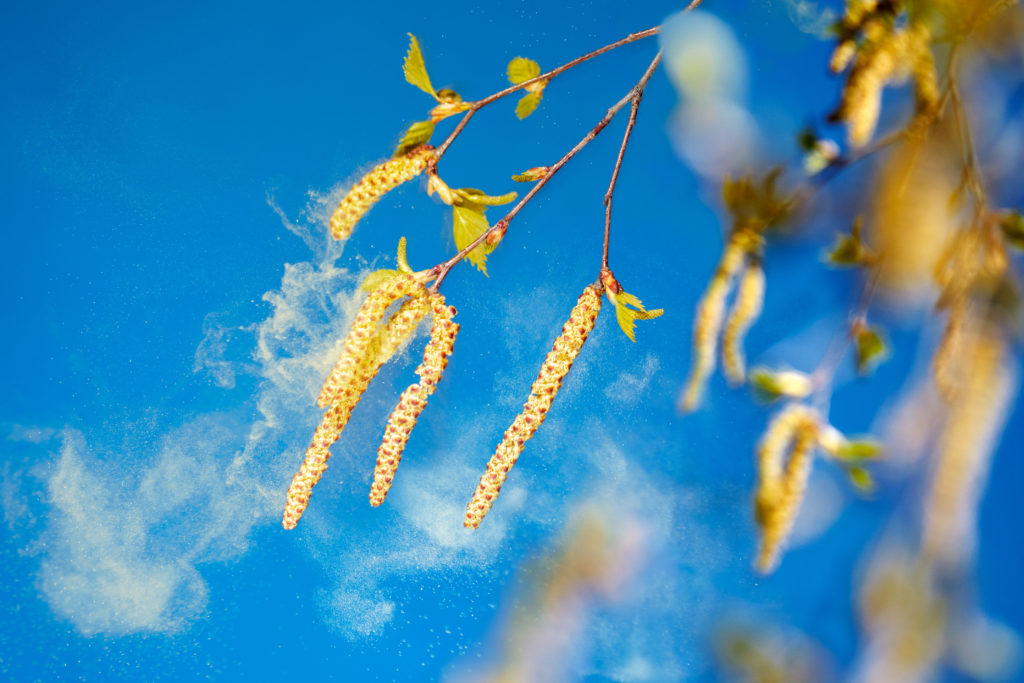 Für dieses Jahr wird ein besonders starke lug der Birkenpollen erwartet, was für Heuschnupfen-Patienten vermehrte Beschwerden mit sich bringt. (Bild: Ingo Bartussek/fotolia.com)