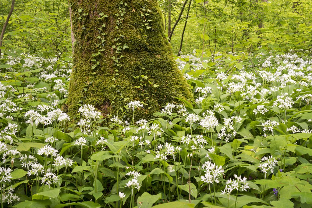 Die Kraft des Bären wird dem Mythos nach durch den Bärlauch übertragen. (Bild: juhumbert/fotolia.com)