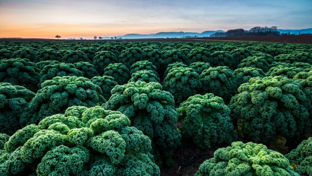 Als heimisches Gemüse kann sich Grünkohl durchaus mit sogenanntem Superfood wie Goji-Beeren messen. (Bild: HOEFFEL/fotolia.com)