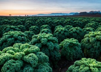 Als heimisches Gemüse kann sich Grünkohl durchaus mit sogenanntem Superfood wie Goji-Beeren messen. (Bild: HOEFFEL/fotolia.com)
