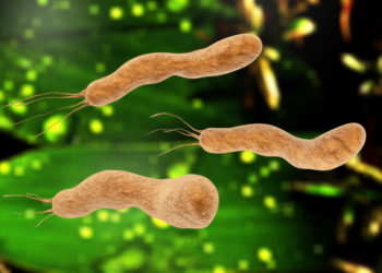 Infektionen mit Helicobacter pylori haben im menschlichen Organismus auch positive Effekte. (Bild: fotoliaxrender/fotolia.com)