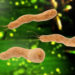 Infektionen mit Helicobacter pylori haben im menschlichen Organismus auch positive Effekte. (Bild: fotoliaxrender/fotolia.com)