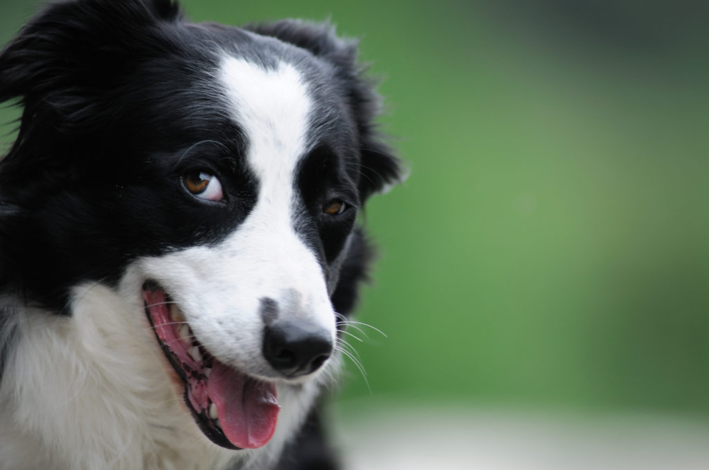 Ein Hunde-IQ-Test soll Aufschluss über die Zusammenhänge zwischen Intelligenz und Gesundheit liefern. (Bild: www.matteozanga.it/fotolia.com)