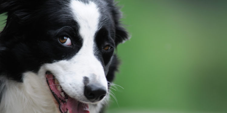 Hunde-IQ-Test zeigte Zusammenhang Intelligenz und – Heilpraxis