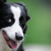 Ein Hunde-IQ-Test soll Aufschluss über die Zusammenhänge zwischen Intelligenz und Gesundheit liefern. (Bild: www.matteozanga.it/fotolia.com)