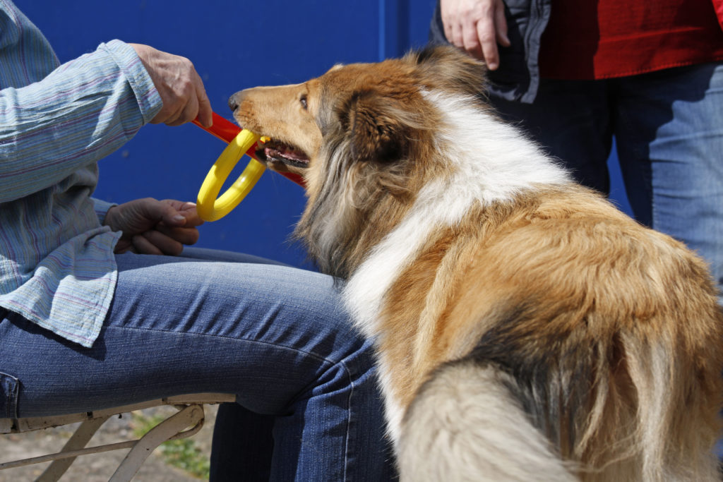 Der Einsatz von Hunden in der Psychiatrie hat sich vielfach bewährt. (Bild: Antje Lindert-Rottke/fotolia.com)