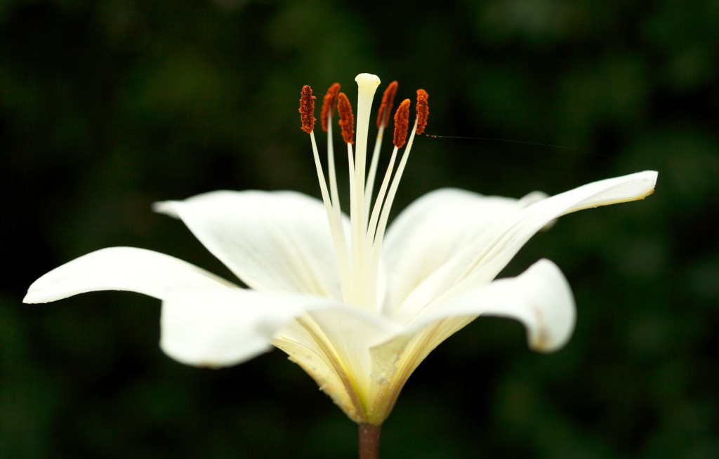 Die Existenz der weißen Lilien wird in der griechischen Mythologie ebenfalls auf Herules zurückgeführt. (Bild: vvoe/fotolia.com)