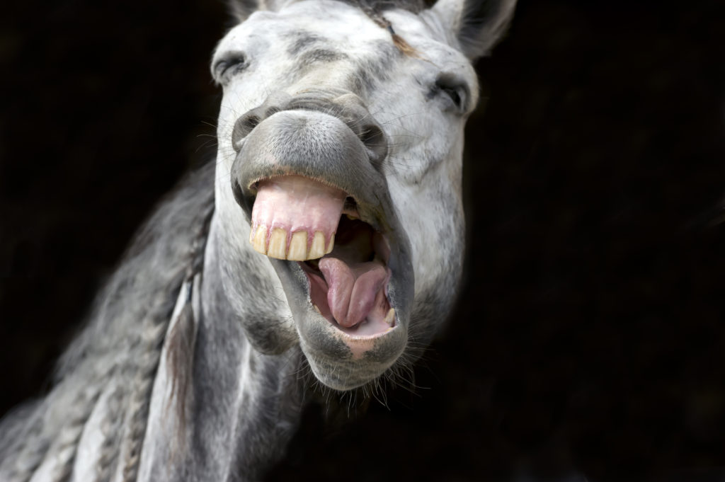 Was fühlt dieses Pferd? Während Pferde die menschliche Mimik verstehen können, dürften die meisten Menschen Schwierigeiten bei der Interpretation des Gesichtsausdruck eines Pferdes haben. (Bild: mexitographer/fotolia.com)