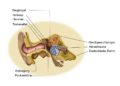 Gleichgewichtsstörungen können durch Störungen im Innenohr entstehen. Daher ist es ratsam, eine HNO-Ärztin beziehungsweise einen HNO-Arzt zu Rate zu ziehen. (Bild: Elvira Gerecht/ fotolia.com)