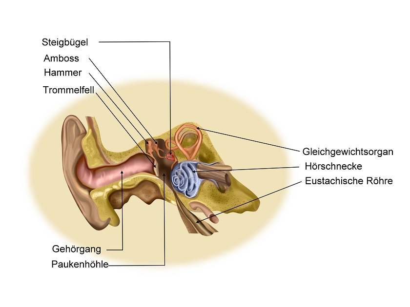 Gleichgewichtsstörungen können durch Störungen im Innenohr entstehen. Daher ist es immer ratsam, einen HNO-Arzt zu Rate zu ziehen. (Bild: Elvira Gerecht/fotolia.com)