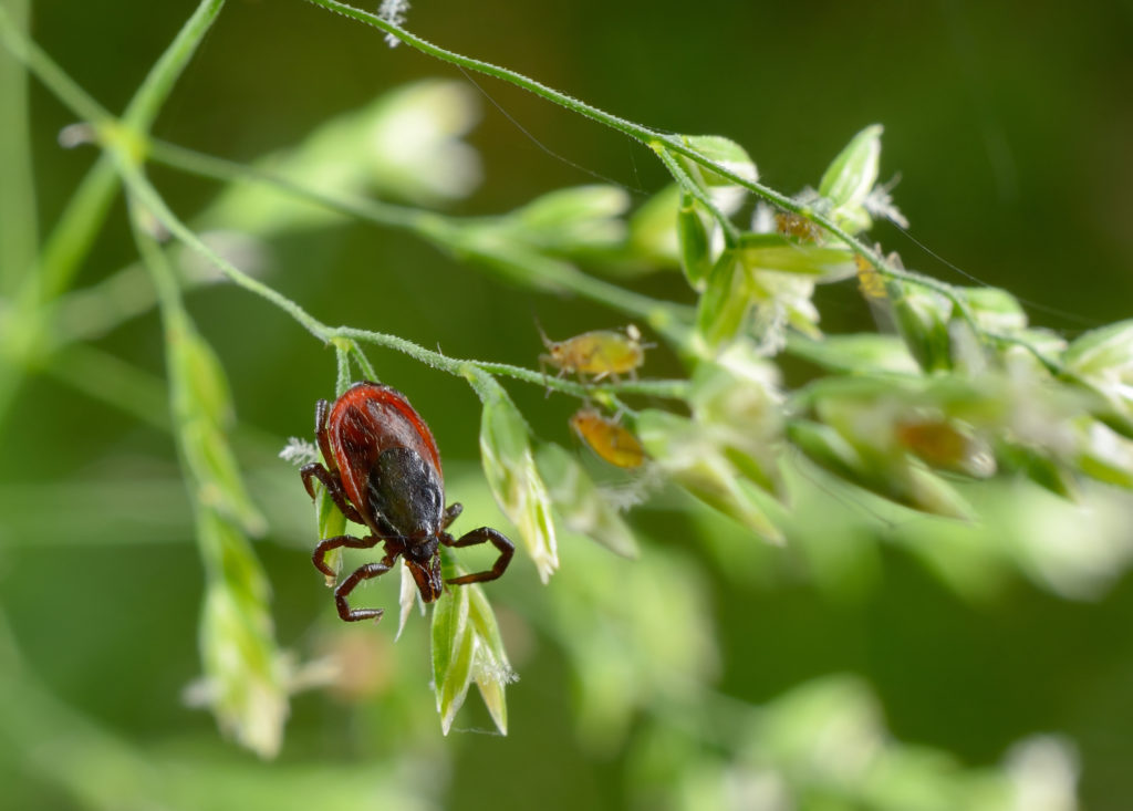 Eine Behandlung mit Antibiotika hilft nicht bei Langzeitbeschwerden einer Lyme-Borreliose und die Therapie bringt unerwünschte Nebenwirkungen mit sich. (Bild: Michael Tieck/fotolia.com)