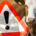 In Frankreich wurde bei einer verstorbenen Kuh BSE nachgewiesen. Für Verbraucher besteht laut Angaben der Behörden jedoch keine Gefahr. (Bild: bluedesign/fotolia.com)