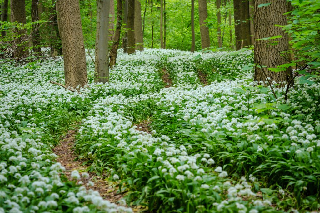 Frühlingszeit ist Bärlauchzeit. Wer selbst sammeln geht, sollte vorsichtig sein. Bärlauch ähnelt Pflanzen, deren Verzehr tödlich enden kann. (Bild: ferkelraggae/fotolia.com)