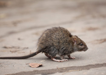 Wissenschaftler stellten jetzt fest, dass die Anwesenheit von Ratten in ärmeren Wohngebieten dazu führen kann, dass Bewohner eine höhere Wahrscheinlichkeit für Depressionen entwickeln. (Bild: kichigin19/fotolia.com)