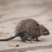 Wissenschaftler stellten jetzt fest, dass die Anwesenheit von Ratten in ärmeren Wohngebieten dazu führen kann, dass Bewohner eine höhere Wahrscheinlichkeit für Depressionen entwickeln. (Bild: kichigin19/fotolia.com)
