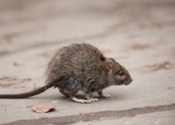 Nachdem vor rund zwei Monaten über den weltweit ersten Fall von Ratten-Hepatitis E beim Menschen berichtet wurde, ist nun eine weitere Infektion bekannt geworden.(Bild: kichigin19/fotolia.com)