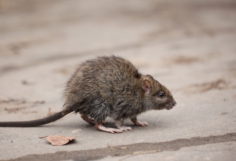 Wissenschaftler stellten fest, dass die Anwesenheit von Ratten in ärmeren Wohngebieten dazu führen kann, dass Bewohner eine höhere Wahrscheinlichkeit für Depressionen entwickeln. (Bild: kichigin19/fotolia.com)