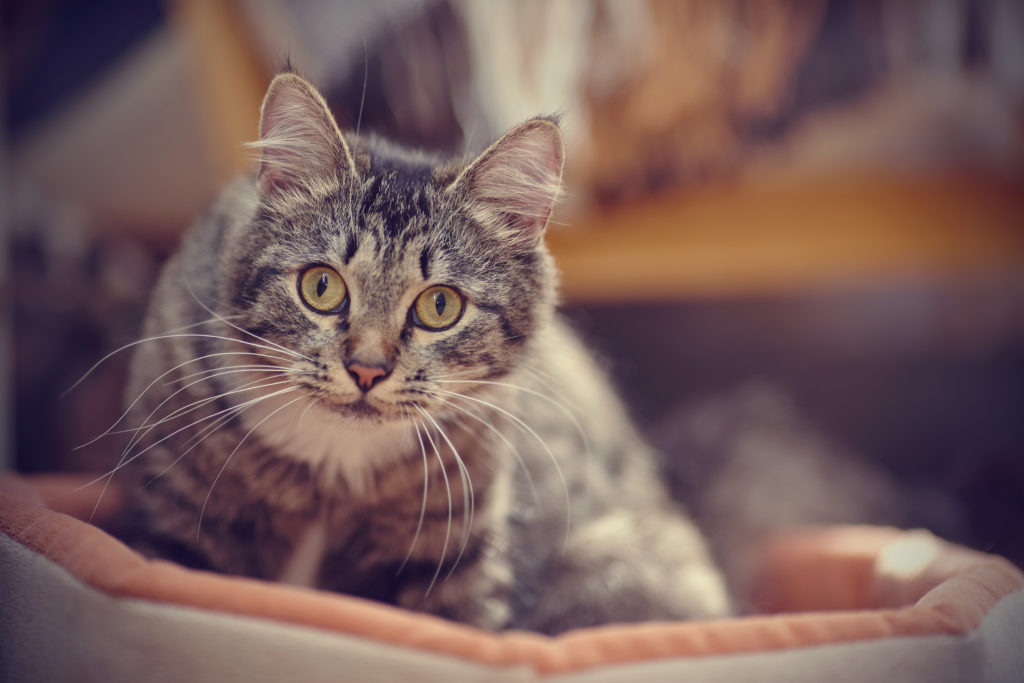 Katzen übertragen einen Parasiten, der für Jähzorn und unkotrollierte Wutanfälle verantwortlich sein könnte. (Bild: Azaliya (Elya Vatel)/fotolia.com)