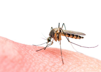 Viel Regen und Hitze: Das Wetter bietet derzeit beste Voraussetzungen für eine rasante Vermehrung von Mücken. Die Insekten sind zwar nicht gefährlich, werden aber oft sehr lästig. Man kann sich die Plagegeister aber auch vom Leib halten. (Bild: nechaevkon/fotolia.com)
