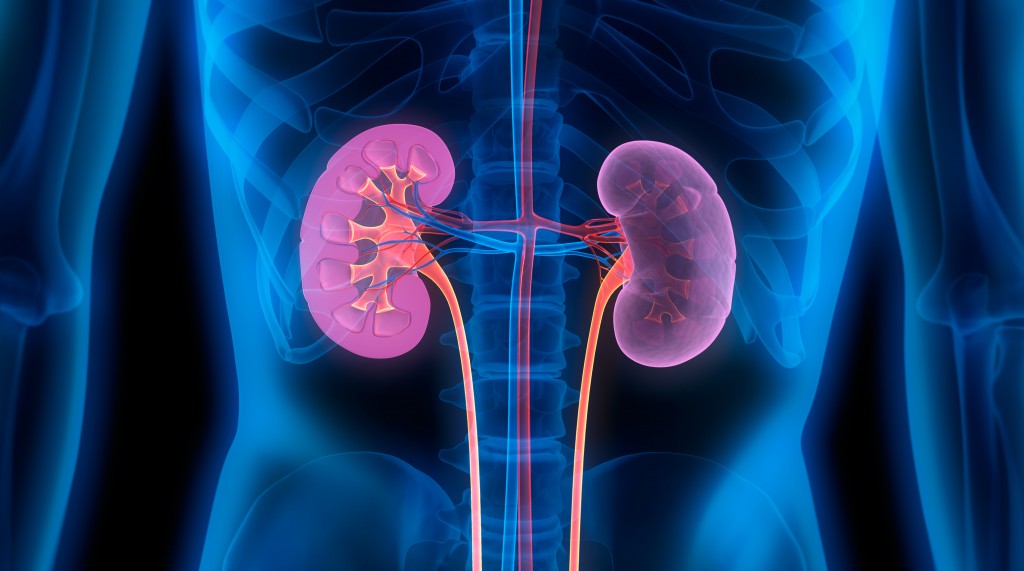 Die Ursachen der Oligurie können prärenal (vor der Niere), renal (in der Niere) und postrenal (nach der Niere) liegen. (Bild: psdesign1/fotolia.com)
