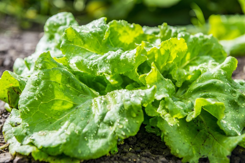 Mit einigen einfachen Tricks bleibt der Salat länger frisch. (Bild: Daniel Berkmann/fotolia.com)