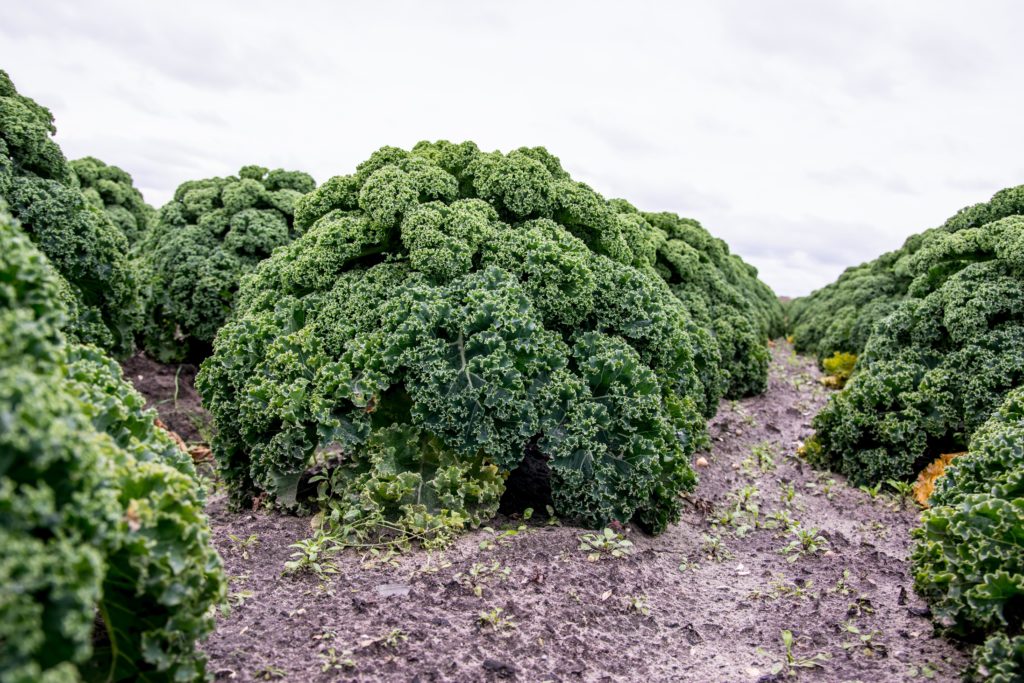 Auch heimische Gemüsesorten wie Grünkohl können durchaus als Superfood bezeichnet werden. (Bild: arjenschippers/fotolia.com)