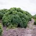 Auch heimische Gemüsesorten wie Grünkohl können durchaus als Superfood bezeichnet werden. (Bild: arjenschippers/fotolia.com)