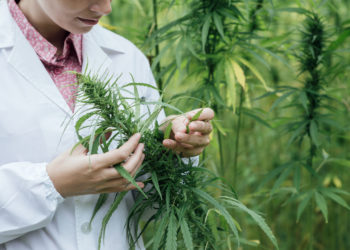 Verband plant Cannabis-Plantage. Bild: stokkete - fotolia