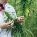 Verband plant Cannabis-Plantage. Bild: stokkete - fotolia