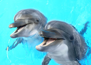 Eine vor allem bei Kindern sehr beliebte aber eher teure Therapie ist die mit Delphinen. Bild: Aleksandr Lesik - fotolia