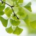 Ginko erstmals in der medizinischen Leitlinie S3. Bild: hiromi8787 - fotolia