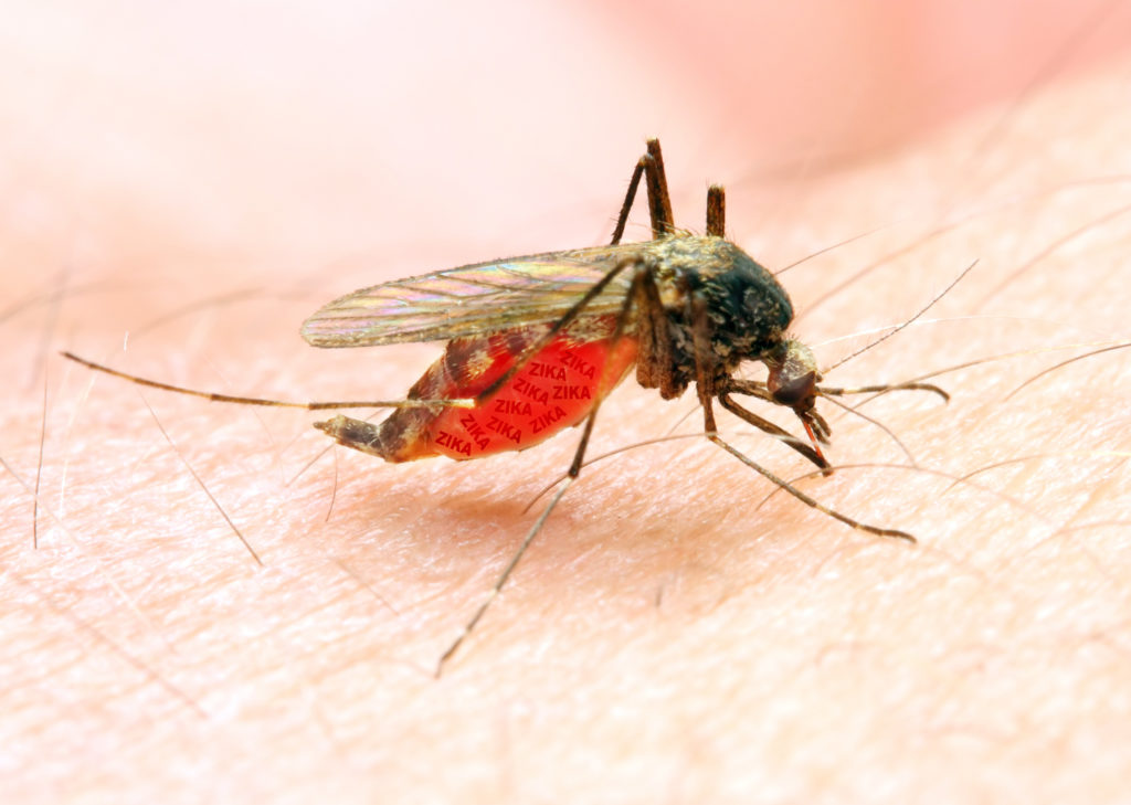 Auch Mücken übertragen Infektionskrankheiten. Bild: Kletr - fotolia