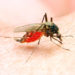 In Bayern wurde vor kurzem die erste bekannte Übertragung von West-Nil-Virus auf einen Menschen innerhalb Deutschlands registriert. Der Erreger wird in der Regel durch Stechmücken übertragen. (Bild: Kletr/fotolia.com)