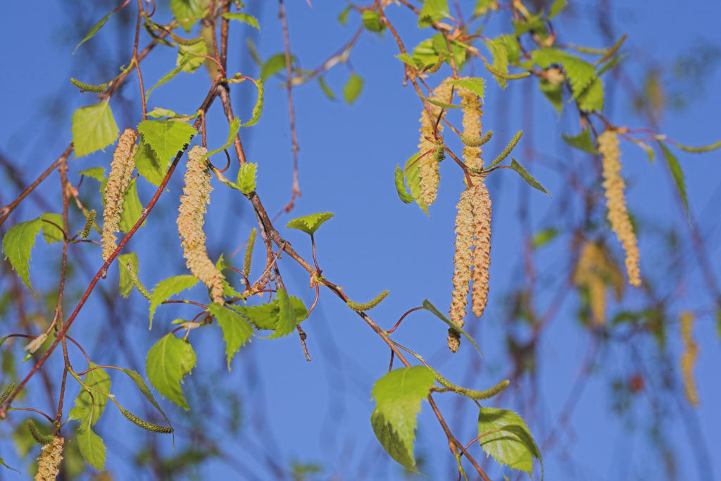 Experten haben vor kurzem vorher gesagt, dass die Belastung mit Birkenpollen in diesem Jahr extrem ausfallen wird. Nun hat deren Flug begonnen. (Bild: Heinz Waldukat/fotolia.com)