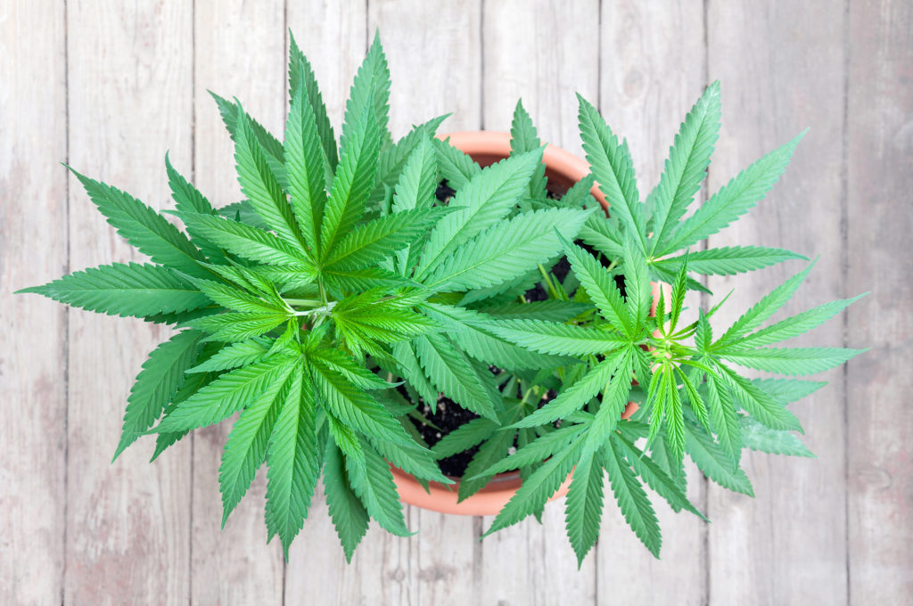 Marihuana wird seit langem auch zu medizinischen Zwecken eingesetzt. Nun hat das Bundesverwaltungsgerichts den Anbau für die Eigentherapie gestattet. (Bild: sashagrunge/fotolia.com)