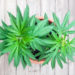 Marihuana wird seit langem auch zu medizinischen Zwecken eingesetzt. Nun wird ein Urteil des Bundesverwaltungsgerichts zum Anbau für die Eigentherapie erwartet. (Bild: sashagrunge/fotolia.com)