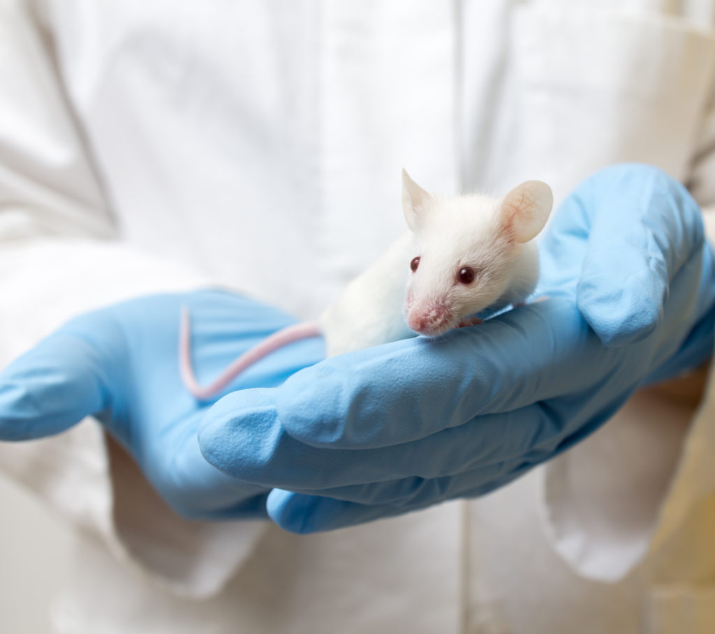 Wissenschaftler veränderten die Gene von Mäusen, so dass deren Kommunikation gestört wird und ein Zustand eintritt, der dem menschlichen Stottern ähnelt. So wollten die Mediziner die Ursachen des Stotterns ergründen. (Bild: efmukel/fotolia.com)