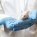 Wissenschaftler veränderten jetzt die Gene von Mäusen, so dass deren Kommunikation gestört wird und ein Zustand eintritt, der dem menschlichen Stottern ähnelt. So wollten die Mediziner die Ursachen des Stotterns ergründen. (Bild: efmukel/fotolia.com)