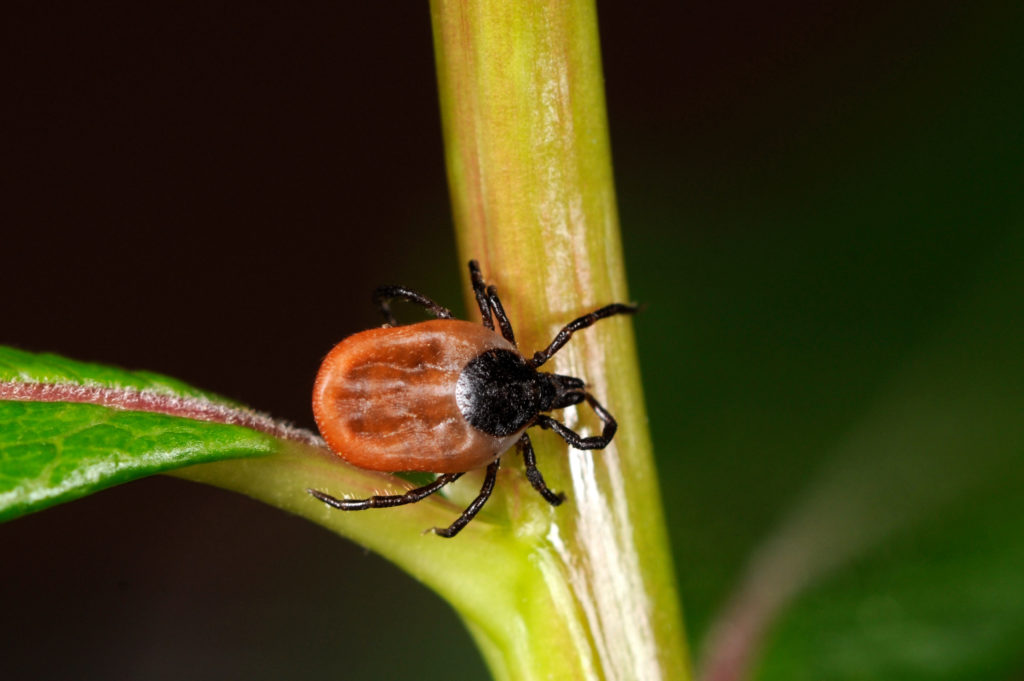 Wissenschaftlern ist es gelungen, einen neuen Test zu entwickeln, der schneller und zuverlässiger eine Infektion durch Borrelien entdecken kann. (Bild: Ingo Sch./fotolia.com) 