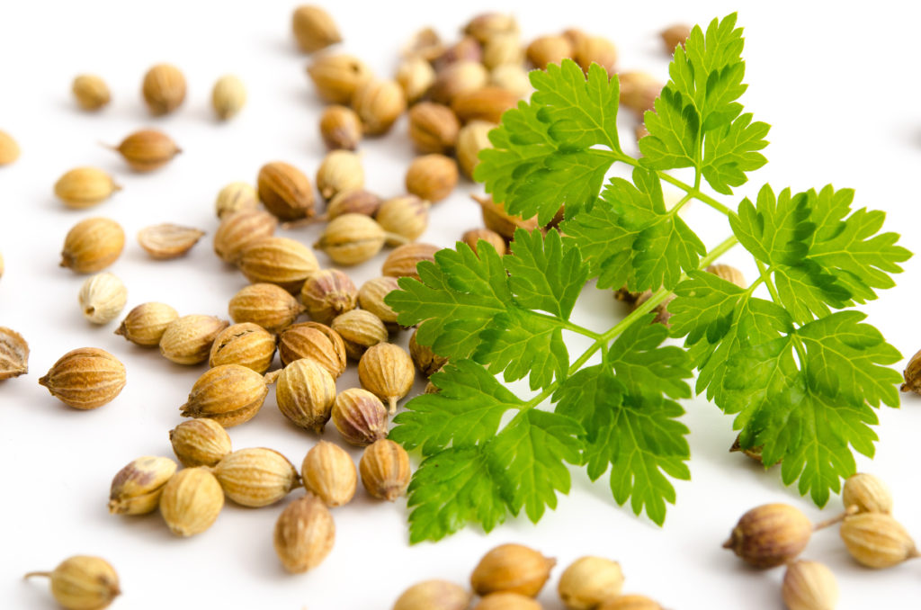 Koriander enthält wertvolles ätherisches Öl, durch welches Magenkrämpfe gelindert werden können. (Bild: emuck/fotolia.com)