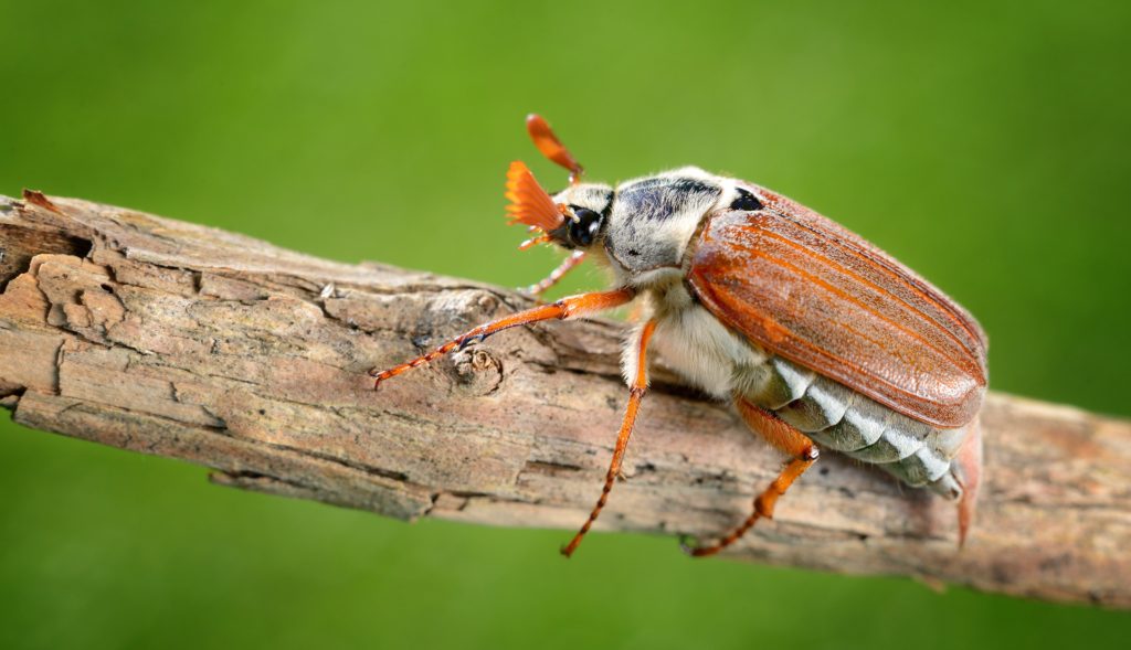 Insekten für die Suppe? Bild: Aleksey Stemmer - fotolia