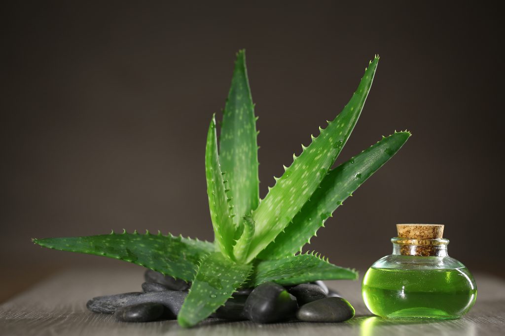 Aloe Vera Pflanze und Saft