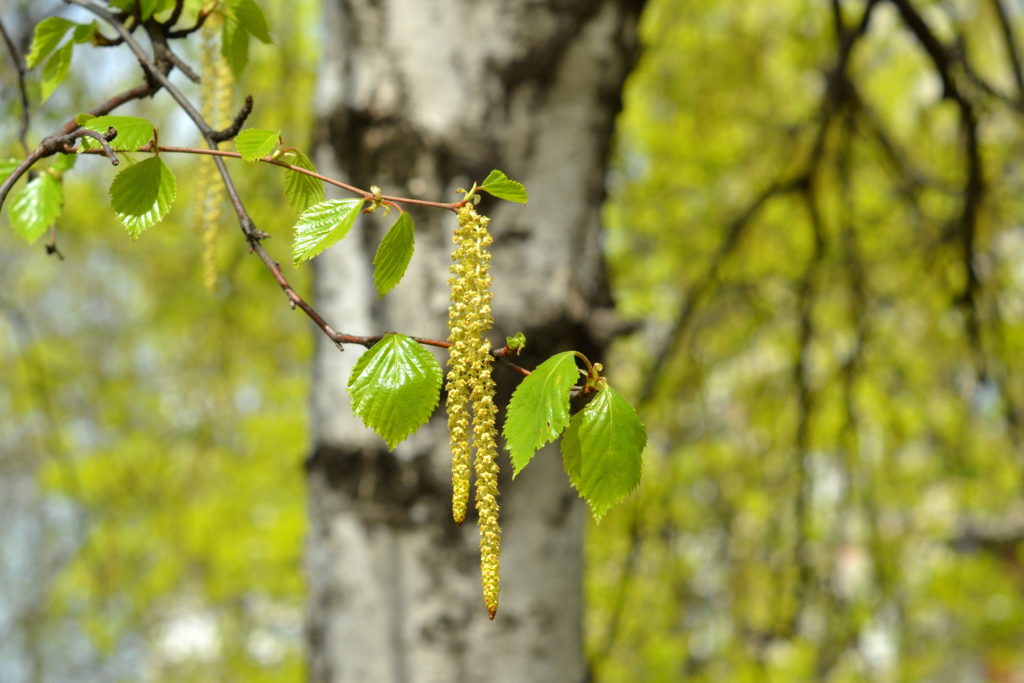 Forscher haben festgestellt, dass nicht-allergene Bestandteile von Birkenpollen die unangenehme Abwehrreaktion des Körpers verschlimmern. Die Erkenntnisse könnten helfen, die Allergie-Therapie zu verbessern. (Bild: onlynuta/fotolia.com)