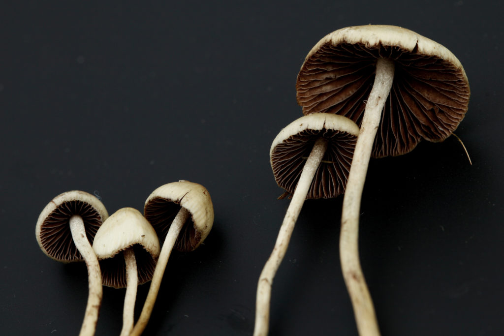  Der Wirkstoff Psilocybin , welcher zum Beispiel im abgebildeten Spitzkegeligen Kahlkopf enthalten ist, kann bei der Behandlung von Depressionen helfen. (Bild: yellowj/fotolia.com)