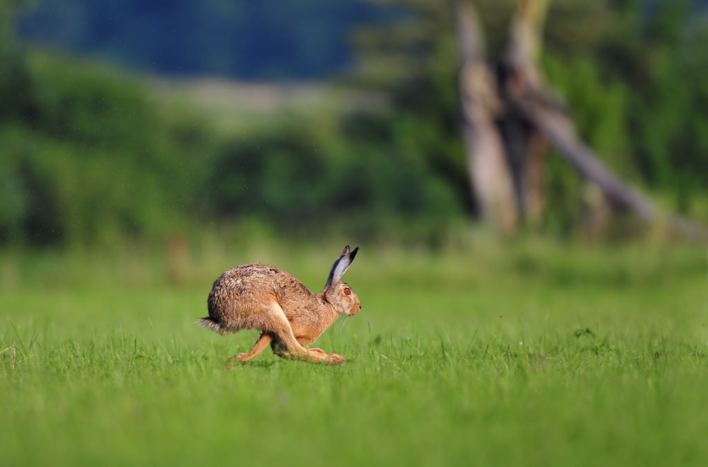 Im Landkreis Schwäbisch Hall (Baden-Württemberg) ist in einem Tierkadaver der Erreger der Hasenpest festgestellt worden. Behörden mahnen zur Vorsicht. Auch Menschen können sich infizieren. (Bild: Soru Epotok/fotolia.com)