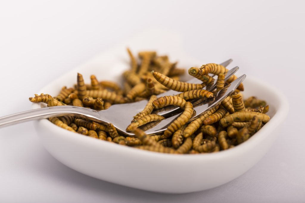 Insekten könnten in Zukunft als Futter- und Lebensmittel die Welternährung revolutionieren. (Bild: catherinelprod/fotolia.com)