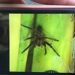 In einem Supermarkt in Niedersachsen wurde eine hochgiftige Spinne entdeckt. Der Markt wurde daraufhin evakuiert und das Tier eingefangen. Das Gift der Spinne kann starke Schmerzen verursachen. (Bild: Polizeiinspektion Delmenhorst/Oldenburg-Land/Wesermarsch)