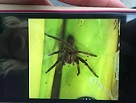 In einem Supermarkt in Niedersachsen wurde eine hochgiftige Spinne entdeckt. Der Markt wurde daraufhin evakuiert und das Tier eingefangen. Das Gift der Spinne kann starke Schmerzen verursachen. (Bild: Polizeiinspektion Delmenhorst/Oldenburg-Land/Wesermarsch)