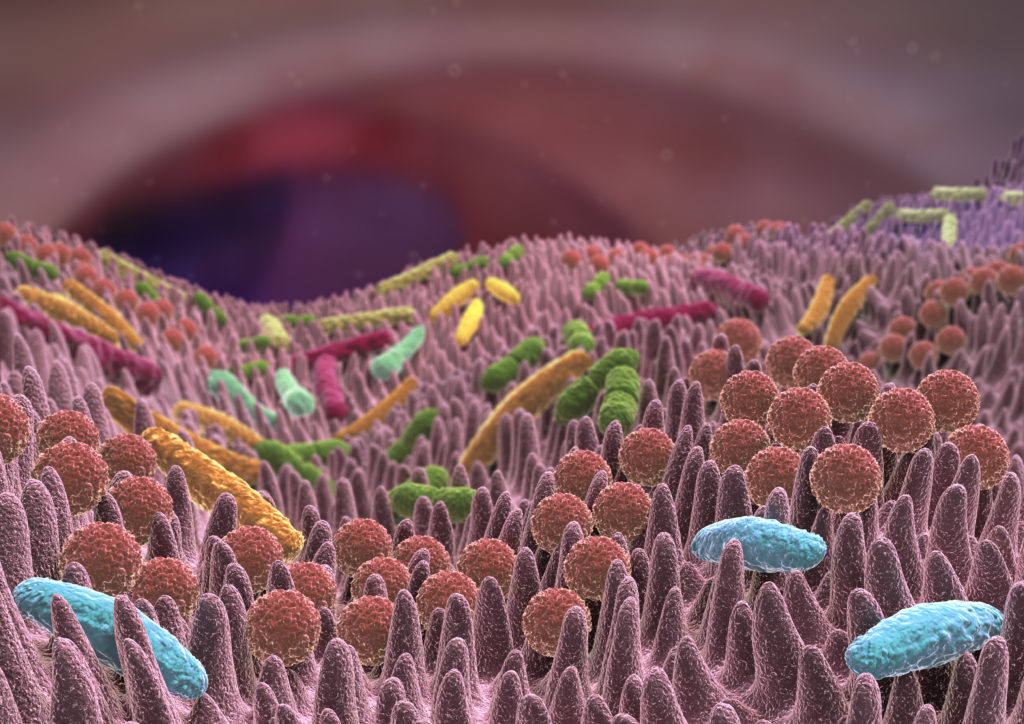 Wenn die Darmflora aus dem Gleichgewicht geraten ist, können manchen Patienten Stuhltransplantationen helfen. Spender und Empfänger sollten dabei zusammen passen. (Bild: Alex/fotolia.com)