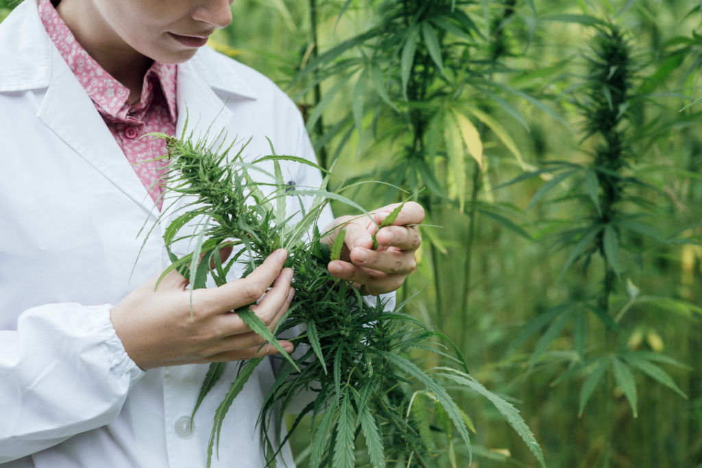 Neues Gesetz zum Einsatz von Cannabis in der Medizin. Bild: stokkete - fotolia